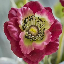 Kunst- & Trockenblumen|Dekoration^LOBERON Deko-Blume 3er Set Inara