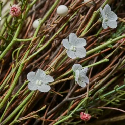 Kunst- & Trockenblumen|Dekoration^LOBERON Deko-Blumenstrauß Verilo