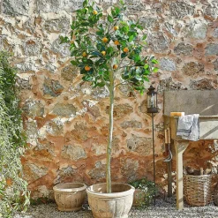 Kunst- & Trockenblumen|Dekoration^LOBERON Deko-Pflanze Delbart