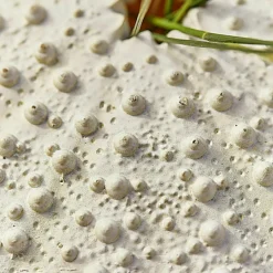 Gartendekoration^LOBERON Deko-Seeigel 2er Set Kimbar